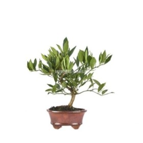 BONSAI 7 AÑOS CITRUS LLIMENCUAT ZP-b2