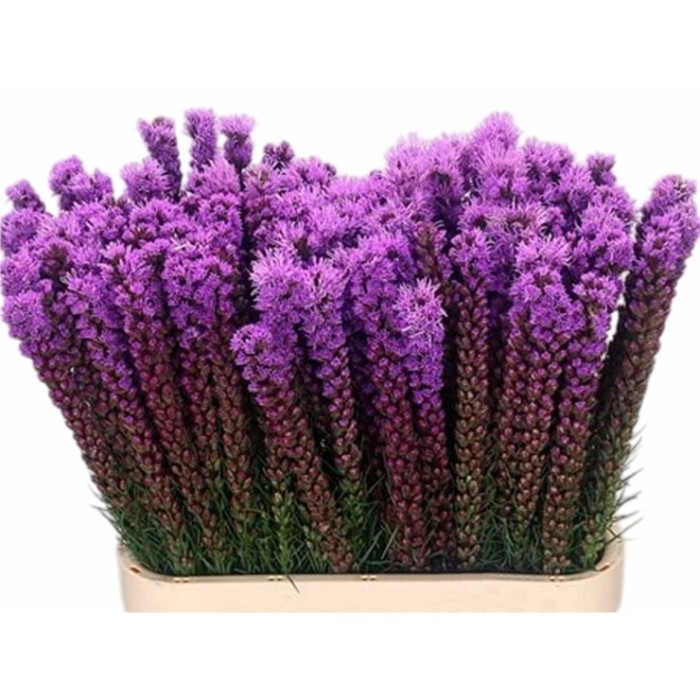 FLOR, LIATRIS (paq. x 10)