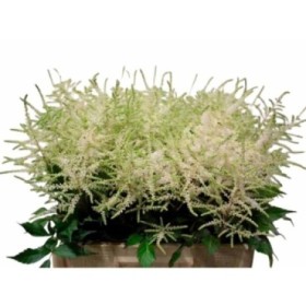 FLOR, ASTILBE WHASINGTHON 65cm. x10 blanc