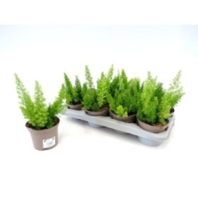 ASPARRAGUS MEYERII M13