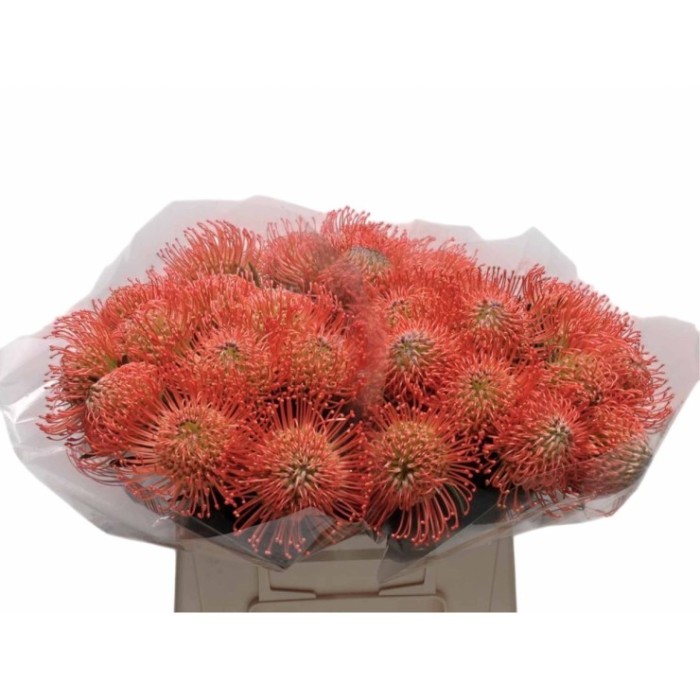 FLOR, NUTAN SUCCESSION 60cm, paquet x 5 tiges.