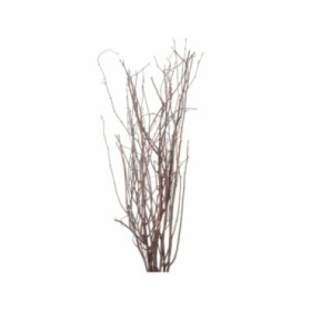VERDS, SALIX 250CM 10 tallos.