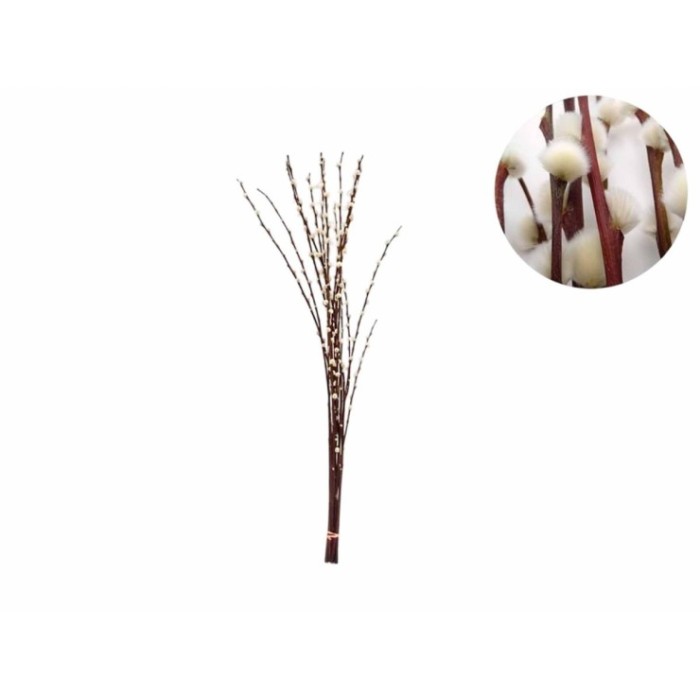 VERDS, GATELL 150cm.