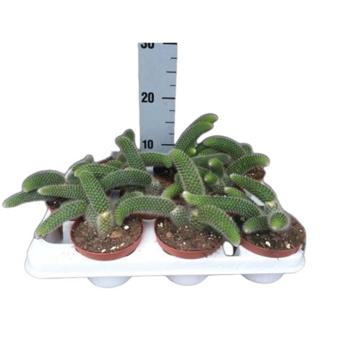 HILDEWINTERA COLADEMONIS M11 cactus cola de mono