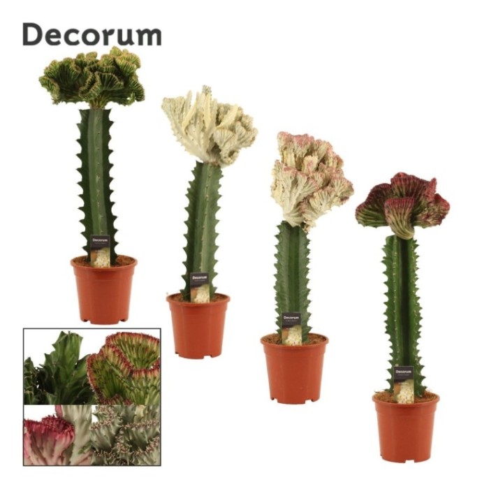 EUPHORBIA LACTEA  M17