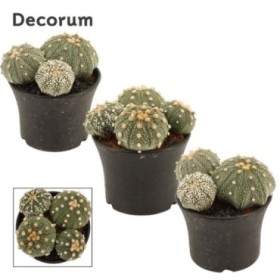 ASTROPHYTUM ASTERIAS M10 H17 Multi