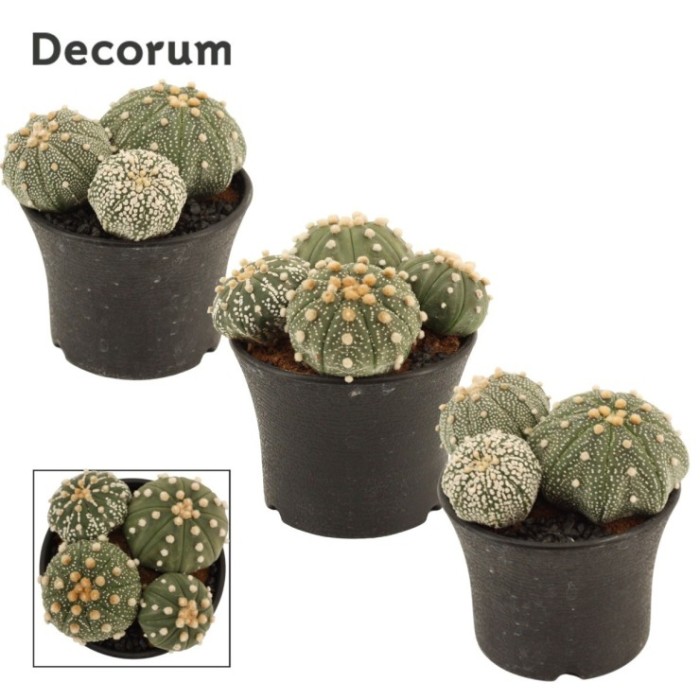 ASTROPHYTUM ASTERIAS M10 H17 Multi