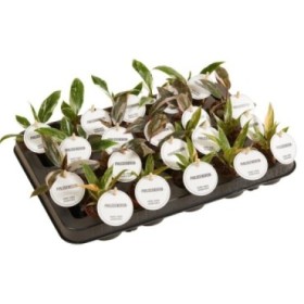 PHILODENDRON  M 6 PRINCESS MIX