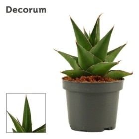SANSEVIERIA M 9 H15 ABBEY CROWN
