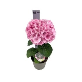 HYDRANGEA MACR. FUSION FUSION PINK M21 H50