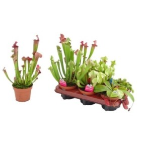 PLANTES CARNIVORES MIX  M12