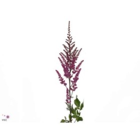 FLOR, ASTILBE MAGGIE DALEY 65cm. x10  lila.