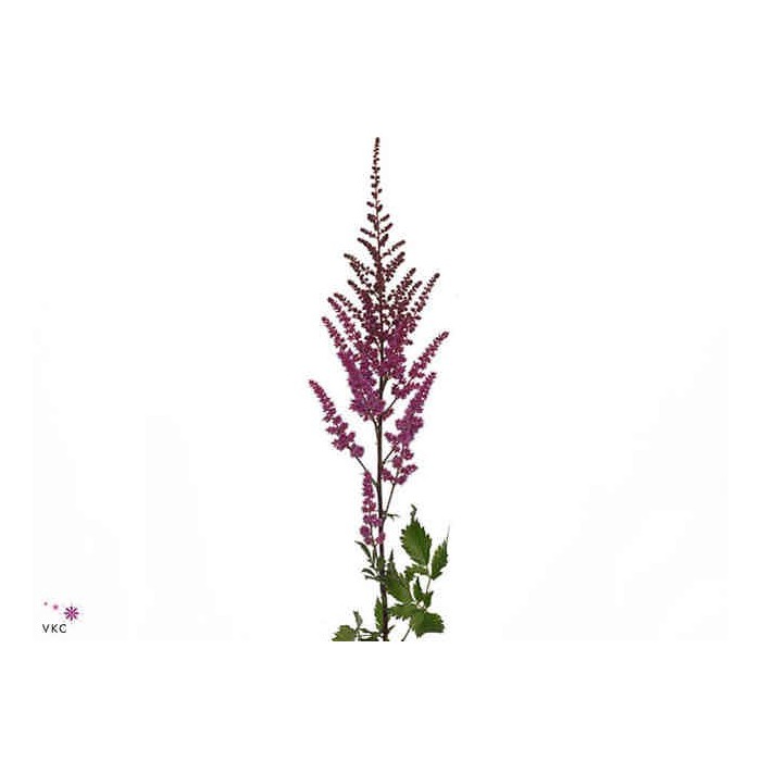 FLOR, ASTILBE MAGGIE DALEY 65cm. x10  lila.