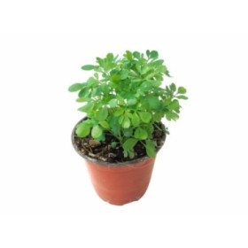 RUTA GRAVEOLENS M14 - RUDA