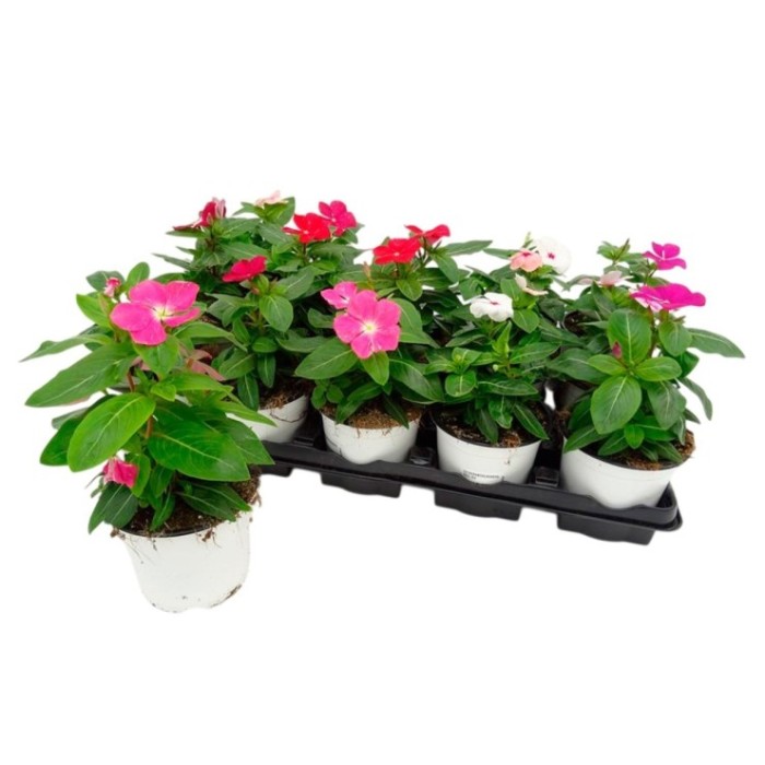 CATARANTHUS ROSEUS M11