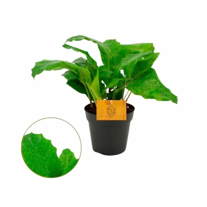 CALATHEA  M12  NETWORK