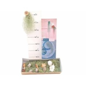 THILLANDSIA USNEOIDES SCHELPEN MIX 30cm