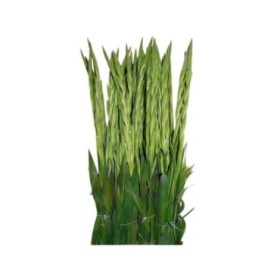 FLOR, GLADIOL paq. x10 tiges.
