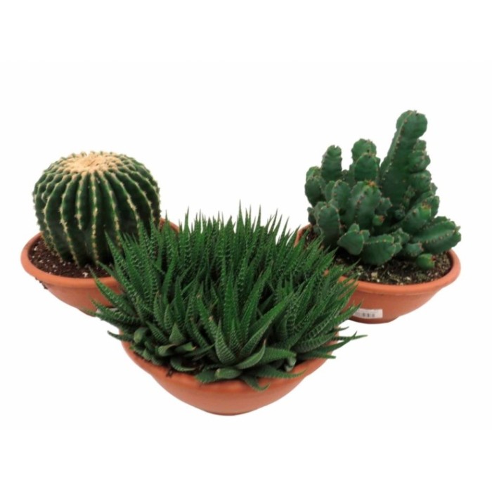 CACTUS M20 MIX TARRINA