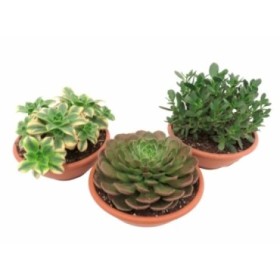 CRASES M20 MIX TARRINA