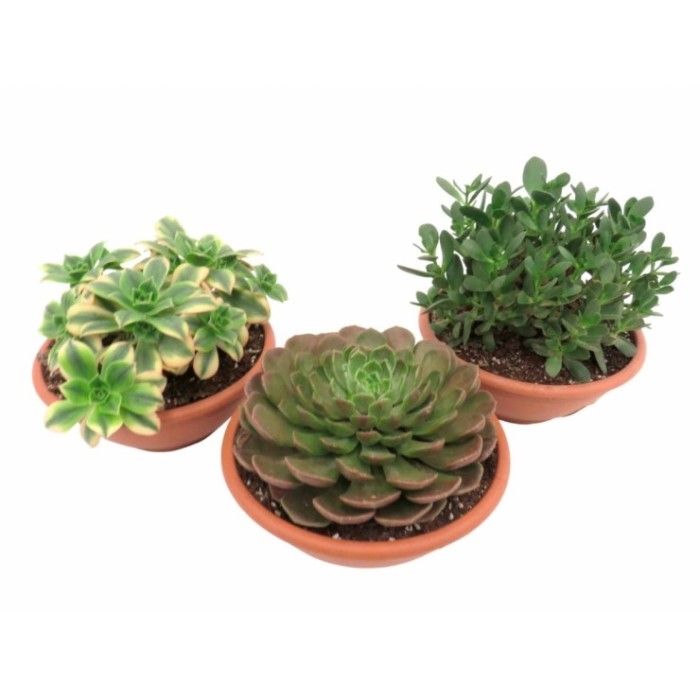 CRASES M20 MIX TARRINA