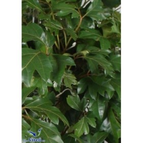 CISSUS  COLGAR  M17 Hellen Danica