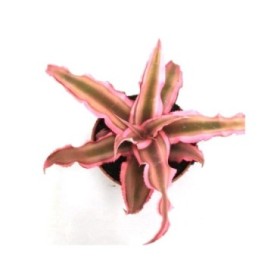 CRYPTANTHUS  M 6 mix