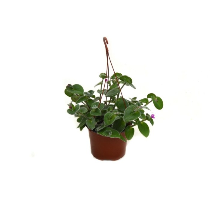 TRADESCANTIA SILLAMONTANA T17