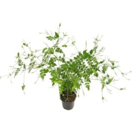 JASMINUM GRANDIFLORUM 14 - ARBUSTIVO