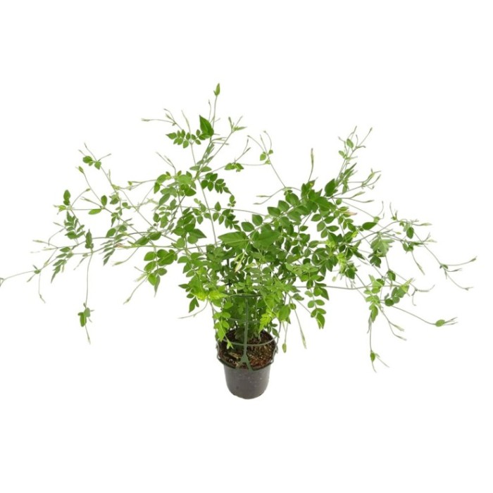 JASMINUM GRANDIFLORUM 14 - ARBUSTIVO