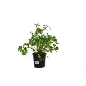 PETROSELINUM CRISPUM LISO M13