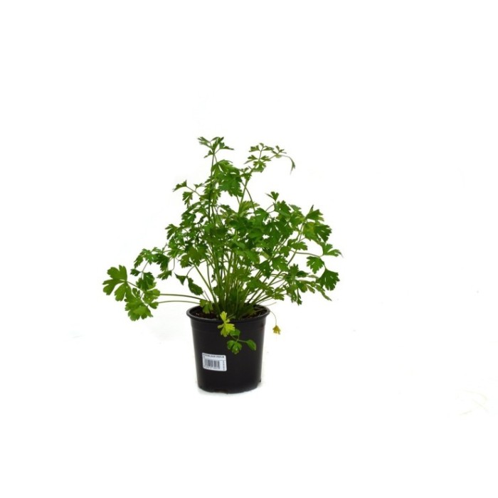 PETROSELINUM CRISPUM LISO M13
