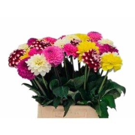 FLOR, DAHLIA X 5 tiges.