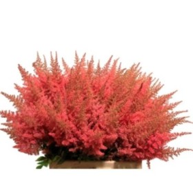 FLOR, ASTILBE ELSE 65cm. x10 vermell.