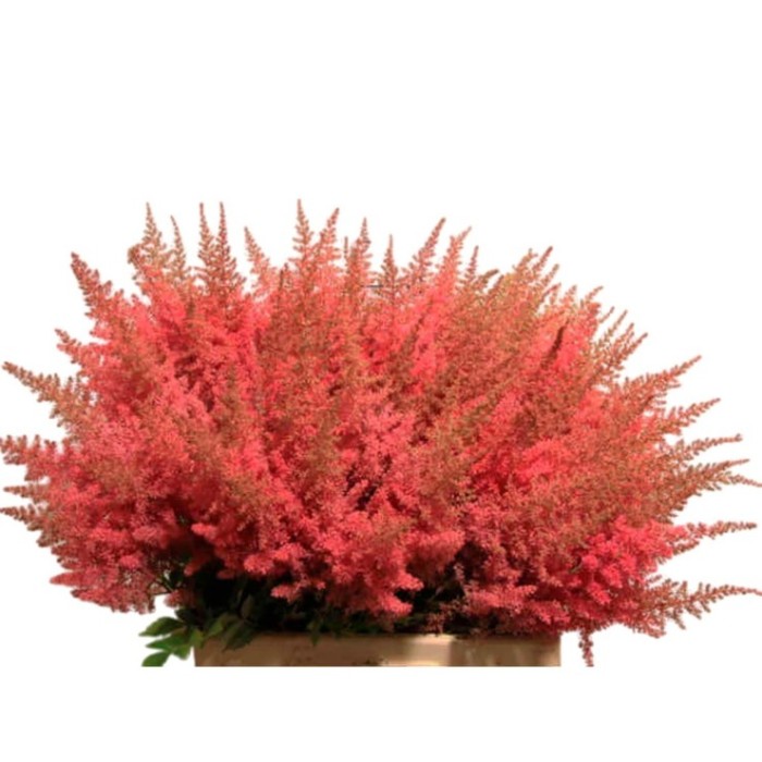 FLOR, ASTILBE ELSE 65cm. x10 vermell.