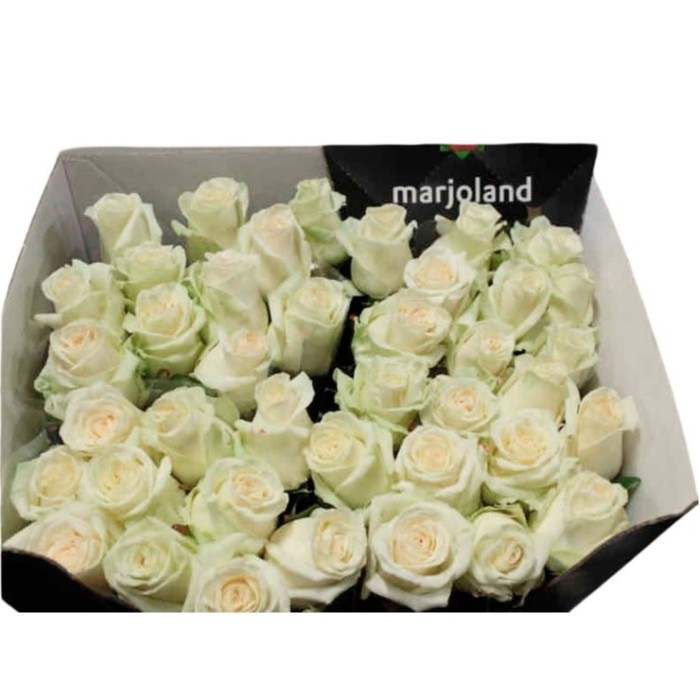 FLOR, ROSA HO. DOLOMITI 60cm, paq.x10 blanca