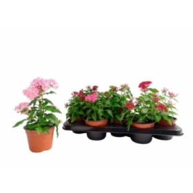 PENTAS LANCEOLATA 13