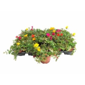 PORTULACA UMBRATICOLA M11