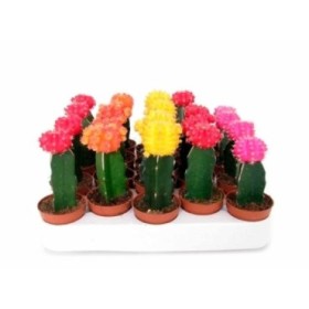 CACTUS   M 5.5 JAPAN MIX  (preu unitat)