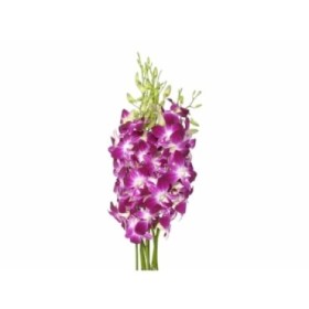 FLOR, DENDROBIUM GALAXY LILA x10 tiges
