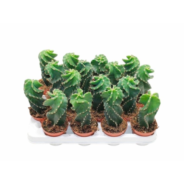 CEREUS FORBESII SPIRALIS M 8 H18