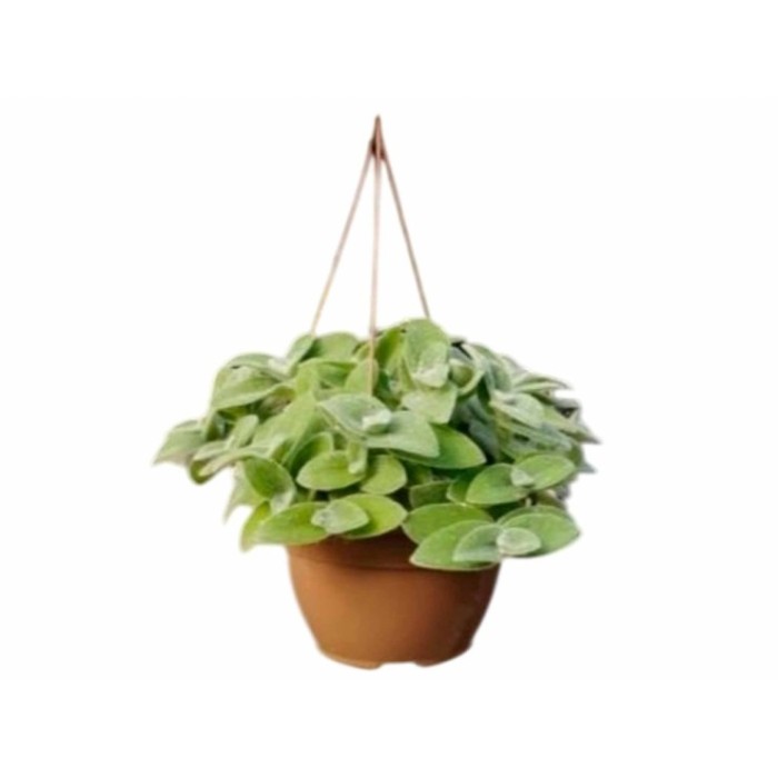 TRADESCANTIA  T20 SILLAMONTIANA