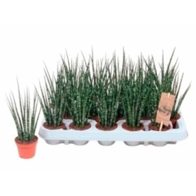 SANSEVIERIA FERNWOOD MIKADO M 6
