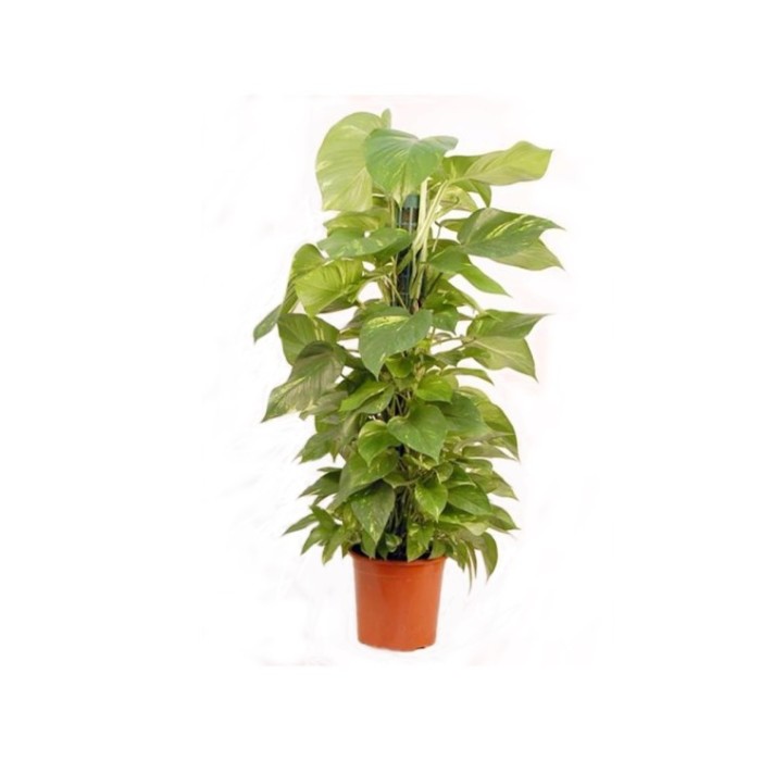 POTHOS  TUTOR M22-110cm. Empalmaple