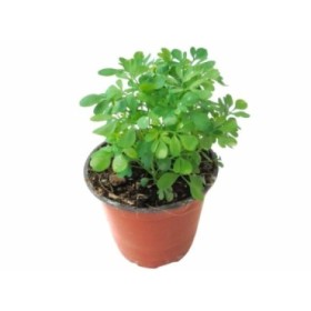 RUTA GRAVEOLENS M13 - RUDA