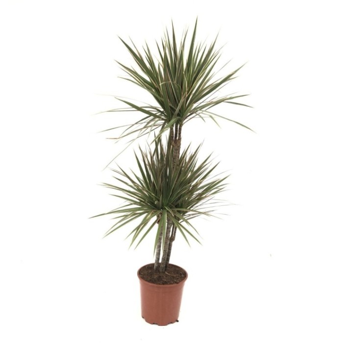 DRACAENA MARGINATA BICOLOR, M20 60.30.15 H120cm