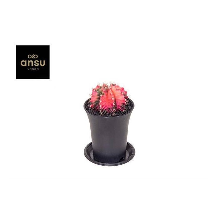 GYMNOCALICIUM VARIEGATED  M 7 H13 EXTRA COLORED