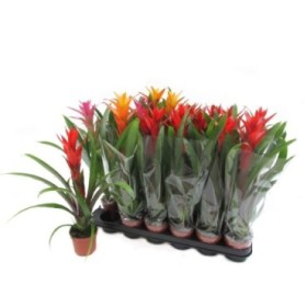 BROMELIA MIX M 9