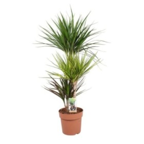 DRACAENA MARG. CARNAVAL 60.30.15 M21 H110