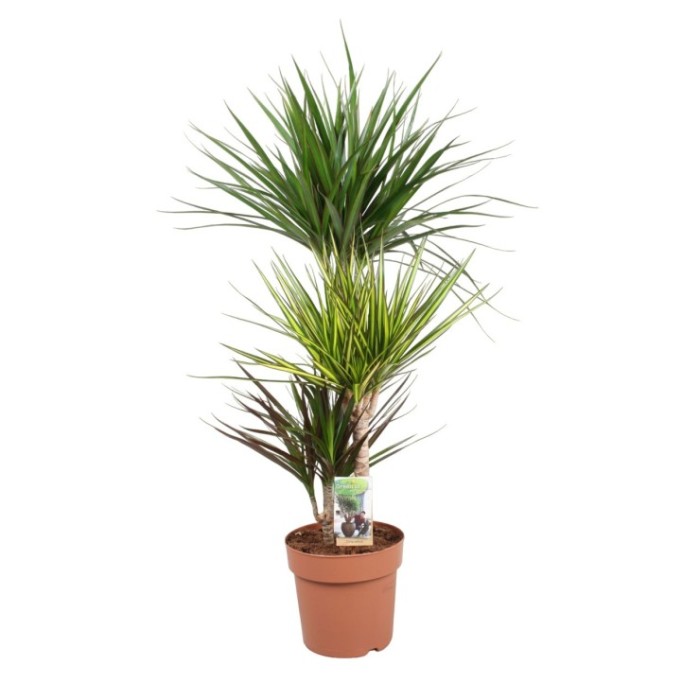 DRACAENA MARG. CARNAVAL 60.30.15 M21 H110